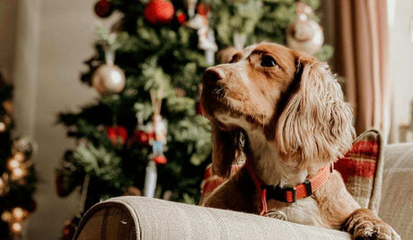 Caring for Your Pet’s During the Holiday Season