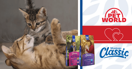 Petworld Rolls Out the Red Carpet for Montego Classic Cat: Felines, Start Your Engines! - Petworld