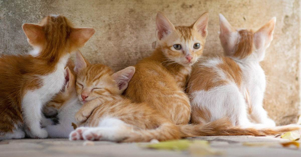 Purrfectly Precious: Celebrating Cuddly Kitten Day in South Africa - Petworld