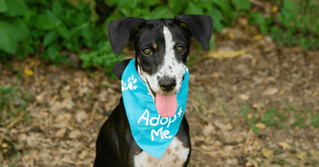 ROAR for PAWS – Rural Outreach and Relief for Paws: Ending Suffering One Paw at a Time - Petworld
