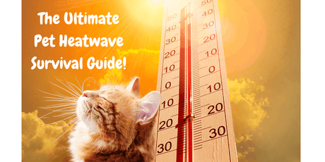 How to Keep Your Cats Cool in Summer: The Ultimate Pet Heatwave Survival Guide! - Petworld