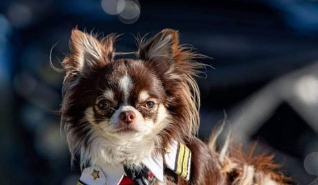 SA's smallest celeb dog Mr Miyagee is Petworld’s biggest fan