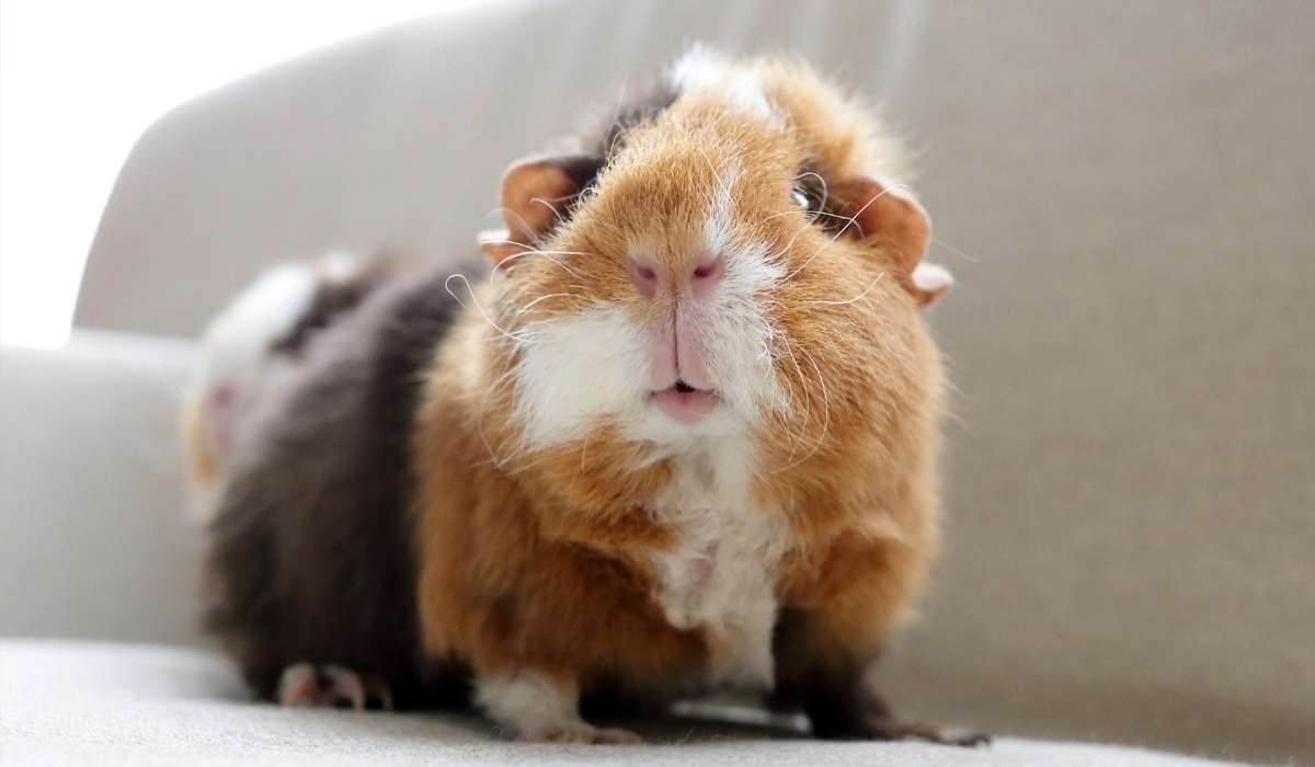 It's No Small Thing - Petworld