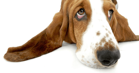 Your Guide to Pet Ear Infections: Prevention, Management and Care