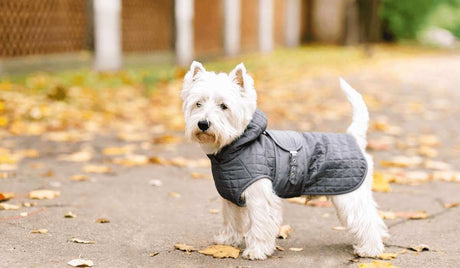 Winter Essentials for your Four-Legged Family Members