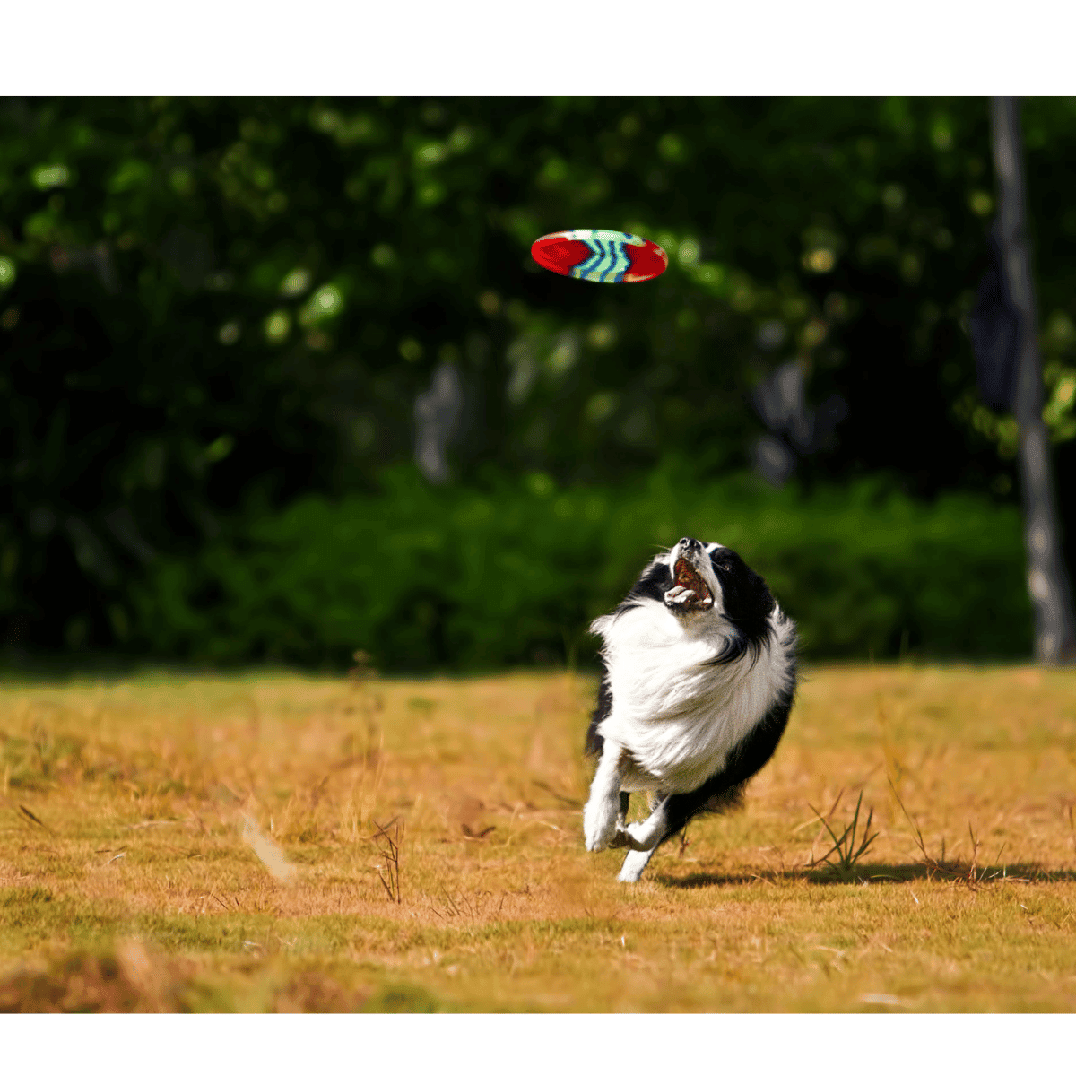 Are You Ready to Fetch? Here’s What Starts Tomorrow at Petworld! - Petworld