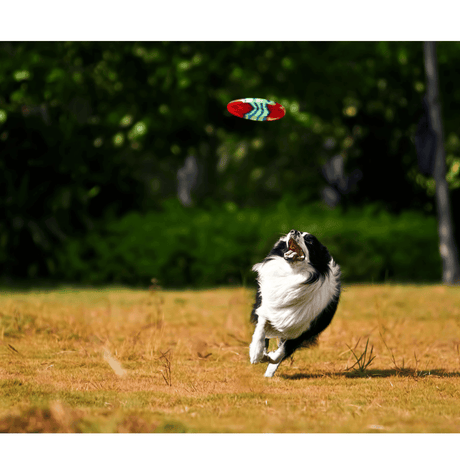 Are You Ready to Fetch? Here’s What Starts Tomorrow at Petworld! - Petworld