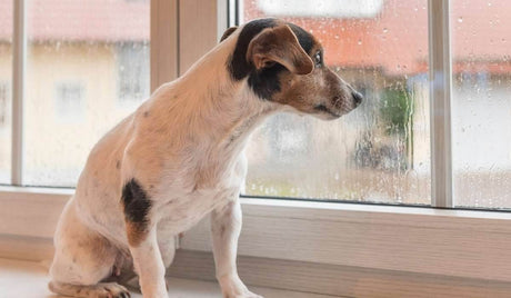 How to have Fun when it’s Raining Cats and Dogs - Petworld