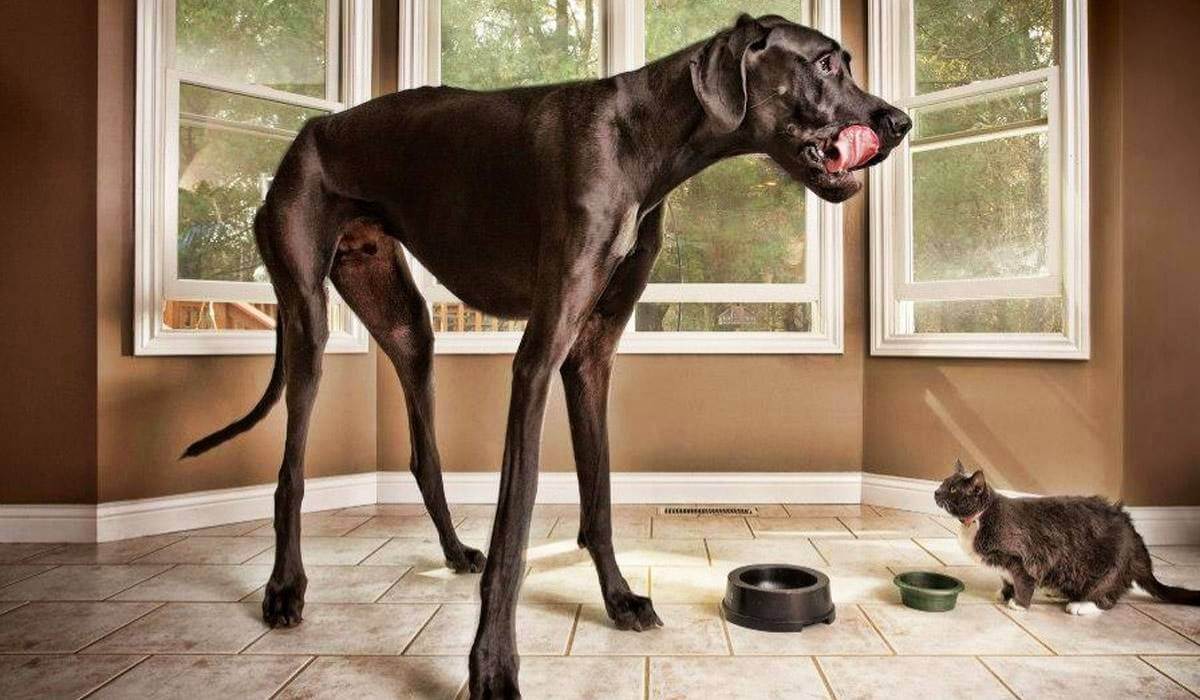 The Dog’s Bollocks – 5 Record-Worthy Canines