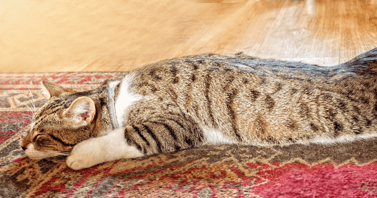 Snooze-tastic Tales: Catnaps, Whisker Wonders, and Dreams of Mice and Men