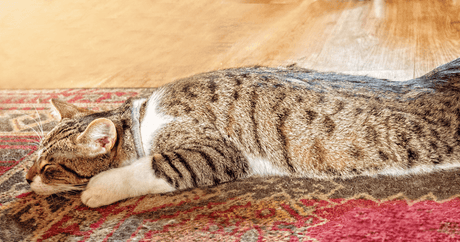 Snooze-tastic Tales: Catnaps, Whisker Wonders, and Dreams of Mice and Men