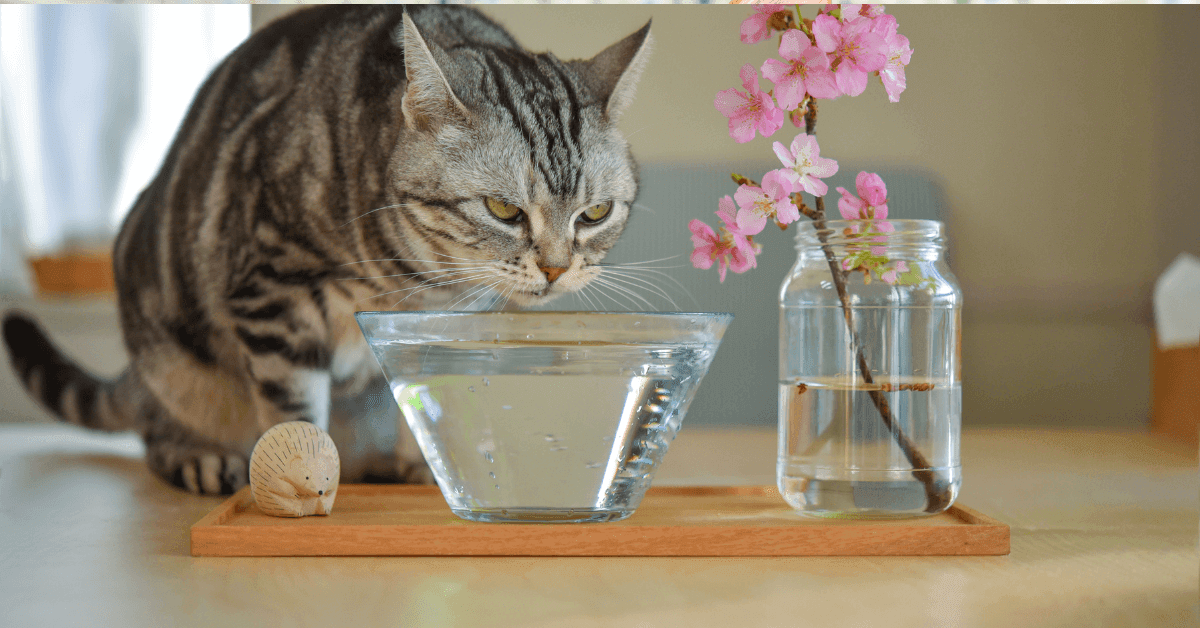Signs of Dehydration in Pets: Maximising Your Pets' Water Intake Easily and Effectively - Petworld