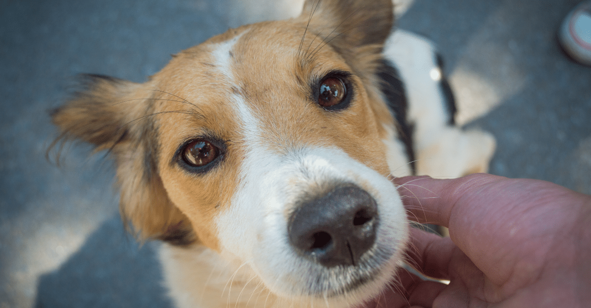 Dog food for outlet fussy eaters