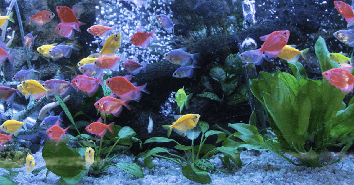 Is this a good aquarium for 8 glofish, 8 danios, and 6 neon tetras? : r/ Aquariums