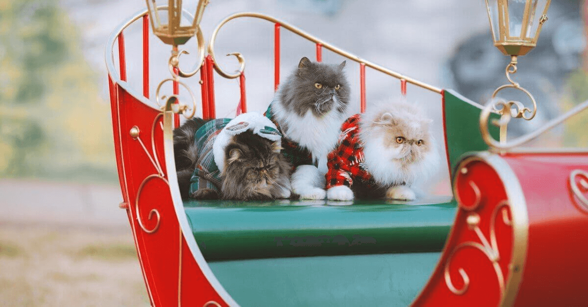 Respect Your Cat Day: Celebrate Your Feline with Love, Enrichment, and Wellness - Petworld