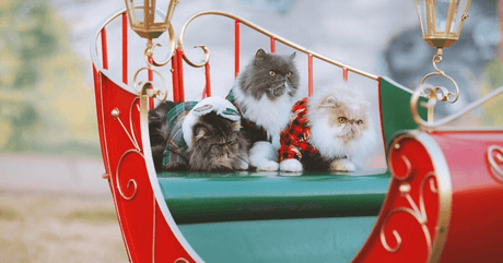 Respect Your Cat Day: Celebrate Your Feline with Love, Enrichment, and Wellness - Petworld
