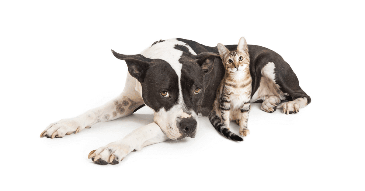Spreading the Love and Care: Donating to Our Pet Shelters at Petworld Stores! - Petworld