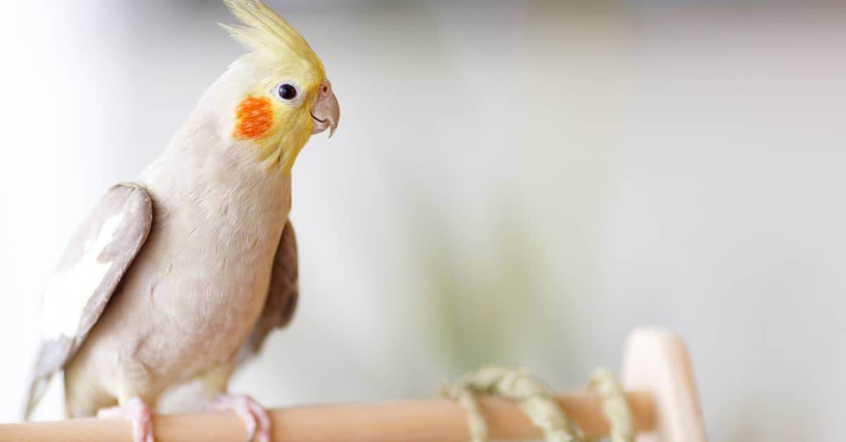 A Guide to Cockatiel Care: Top FAQs Answered and Recommended