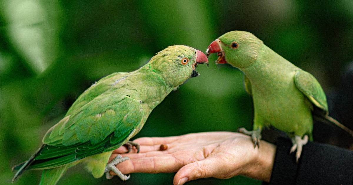How to Keep Your Pet Bird Cool in Summer: Heat Safety for Aviary & Inside Birds - Petworld