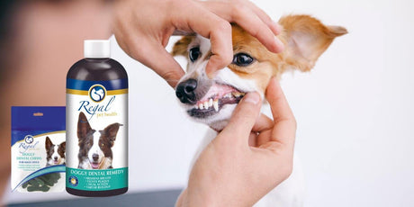 Say Goodbye to Your Dog's Bad Breath with Regal Pet Health's Doggy Dental Remedy