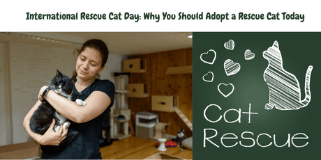 International Rescue Cat Day: Why You Should Adopt a Rescue Cat Today - Petworld