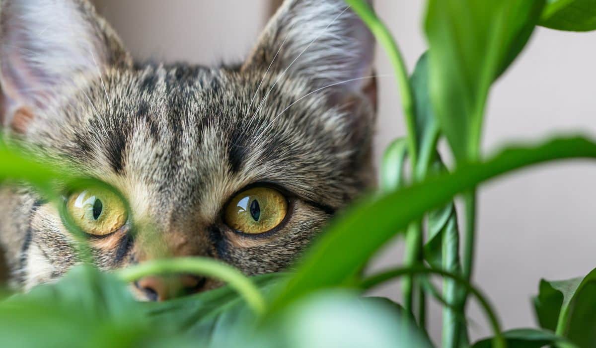 PLANTS THAT ARE HARMFUL TO PETS