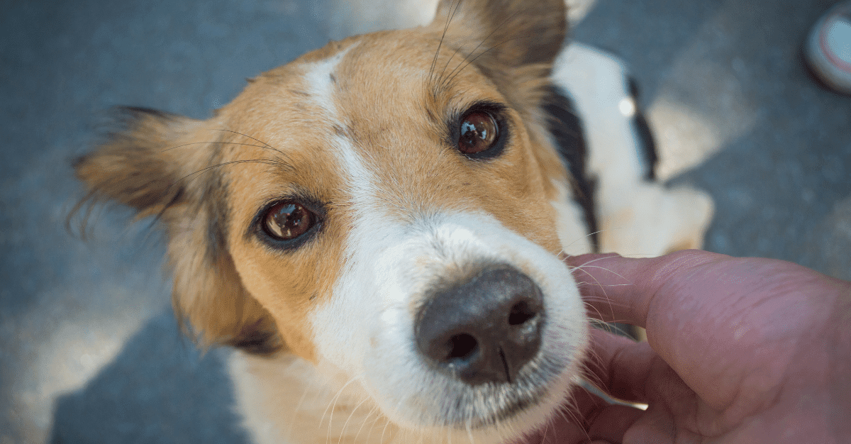 Feeding Your Fussy Eater Dog: Top Dog Food Brands For Fussy Eaters - Petworld