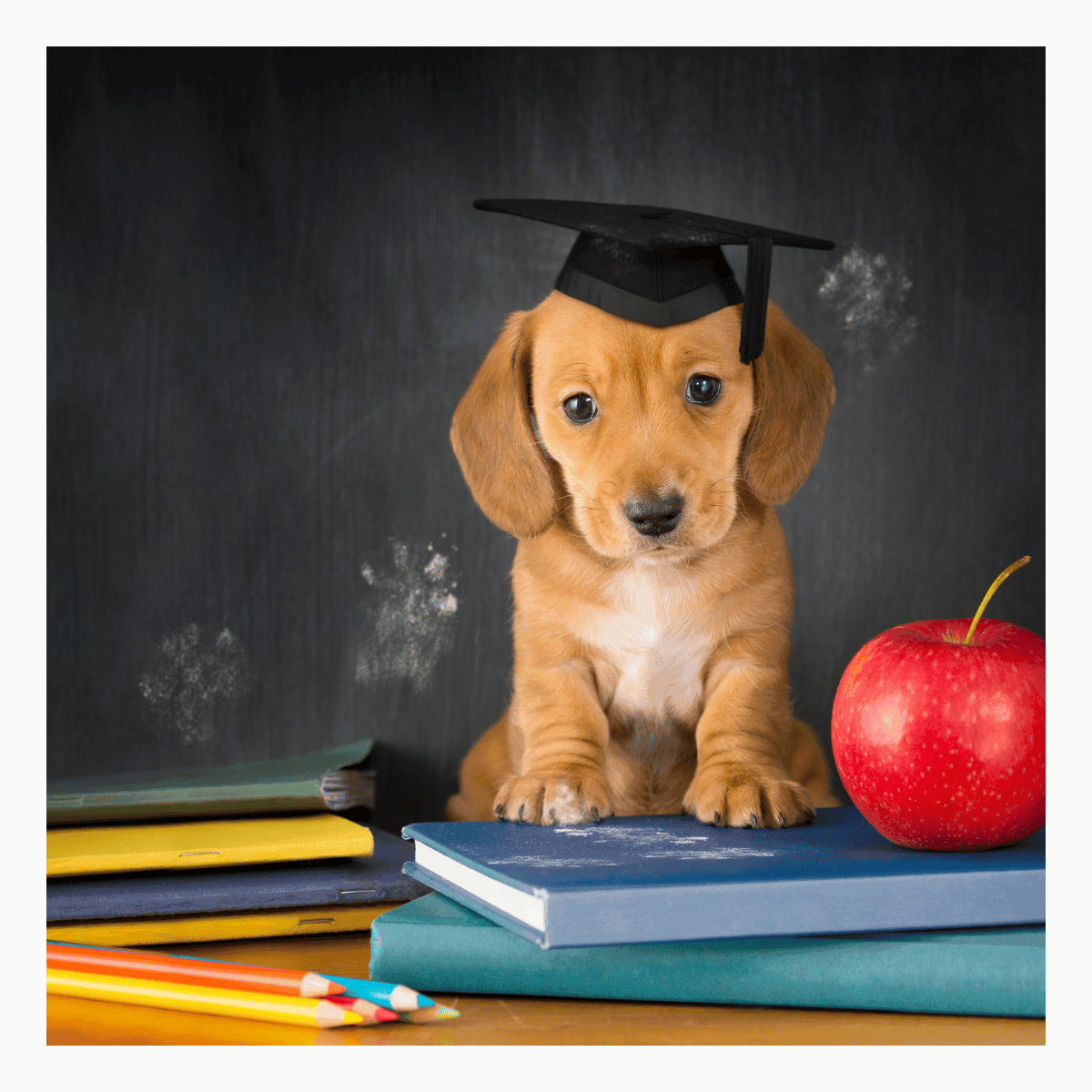 From Puppy Eyes to School Ties: Your Dog’s Cutest Back-to-School Moments - Petworld