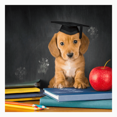 From Puppy Eyes to School Ties: Your Dog’s Cutest Back-to-School Moments - Petworld