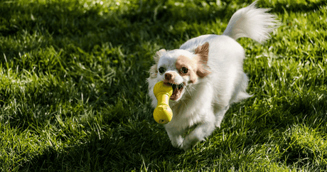 Canine Healthcare Explored, Part Two: Say Goodbye to Poop Eating and Say Hello to Summer Sunshine! - Petworld