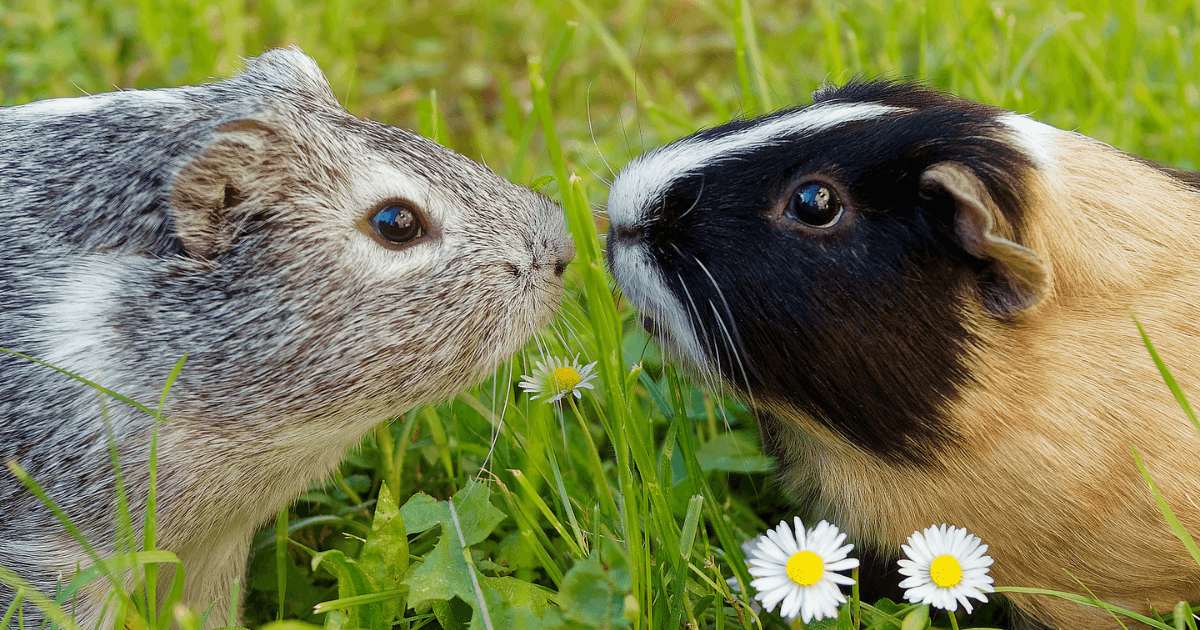 All About Guinea Pigs: A Guide to Your Pet's Habitat, Nutrition and Well-Being - Petworld