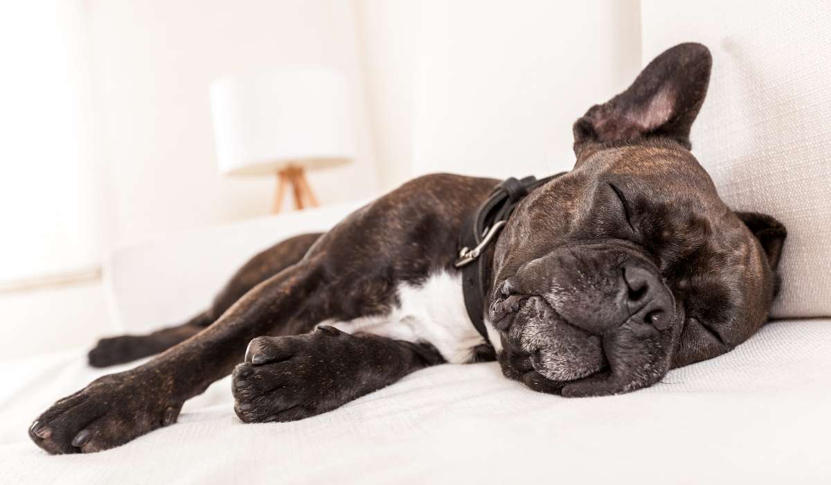 Let Sleeping Dogs Lie: Why do Dogs Sleep so Much?