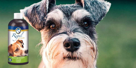 Healthy Skin for Your Furry Friend with Regal Pet Health's Skin Care Remedy - Petworld