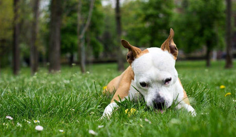 Why Do My Dogs Eat Grass (Is it Safe?)￼