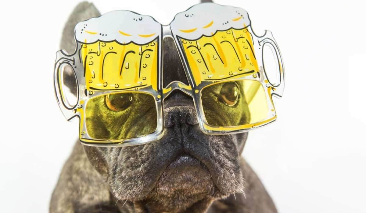 5 Bizarre Pet Products You Won’t Find on our Shelves - Petworld