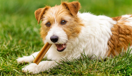 Are All Dog Treats Healthy? (Try These Instead)￼