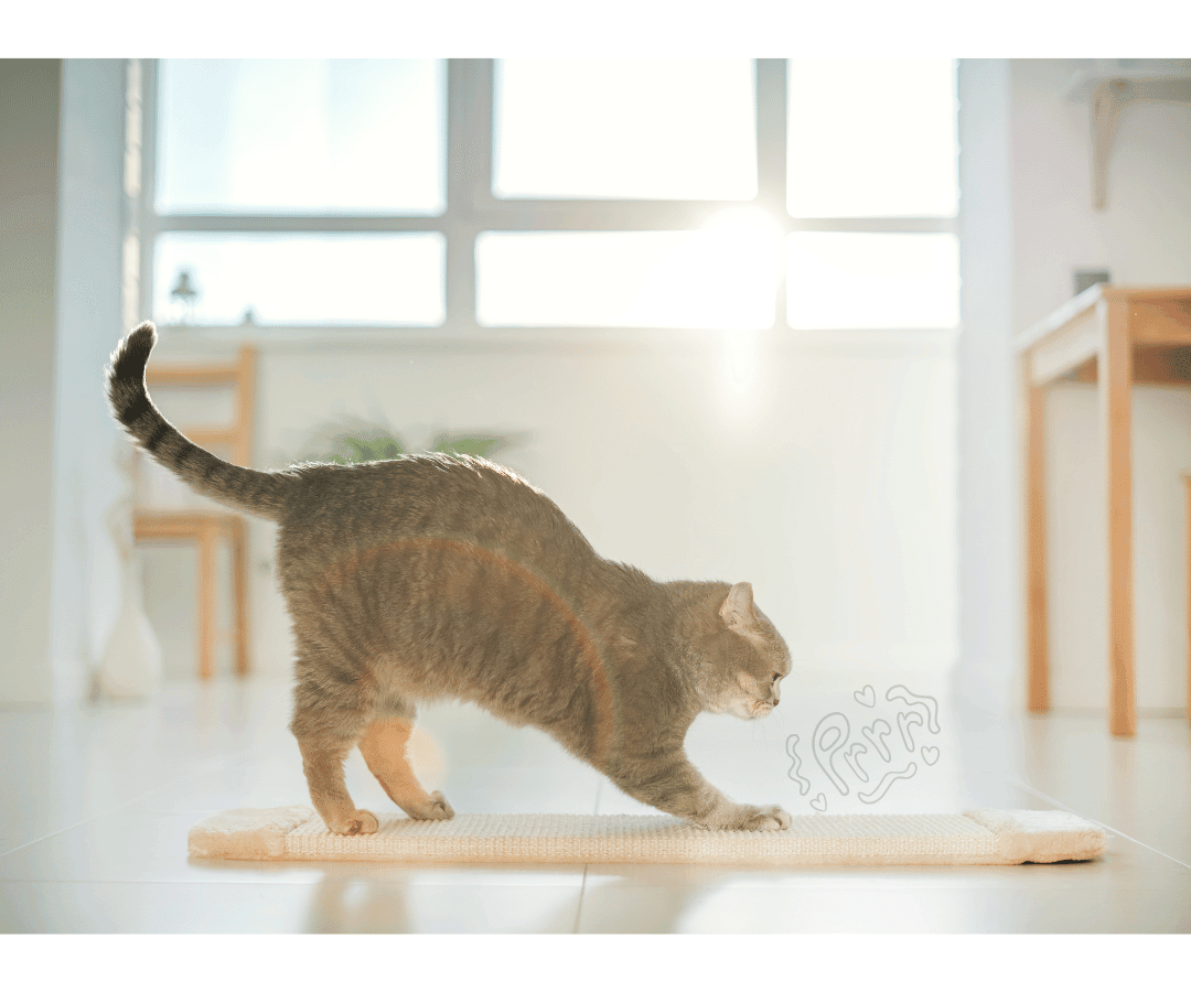 Why Your Cat Needs a Scratching Haven: The Ultimate Guide to Happy Claws. - Petworld