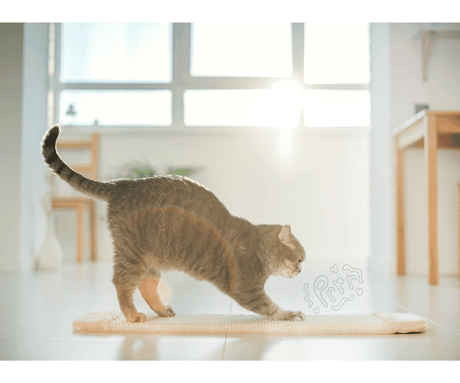 Why Your Cat Needs a Scratching Haven: The Ultimate Guide to Happy Claws. - Petworld