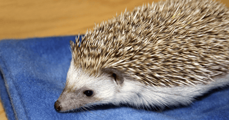 All About Hedgehogs: A Guide to Your Pet's Habitat, Nutrition and Well-Being