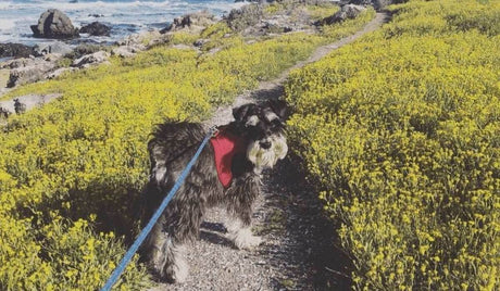 Petworld Pawfiles: Gimli the Adventuring Shopper - Petworld