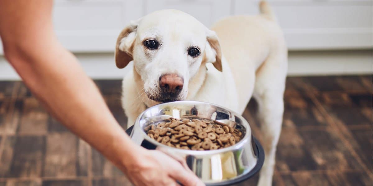 From Epol to Montego's Monty and Me: A Comparison of South African Affordable Dog Food Brands