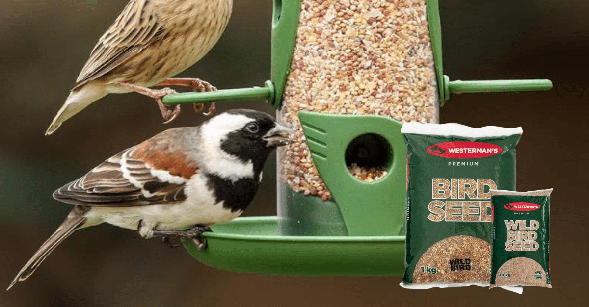 Discover the Benefits of Westerman's Wild Bird Seed for Your Backyard Sanctuary