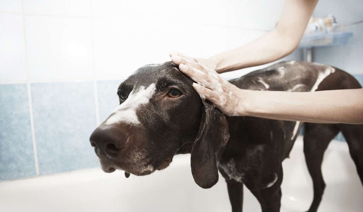 Clean and Serene – 6 Doggie Grooming Tips