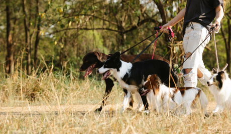 Tick &amp; Flea Season