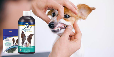 Say Goodbye to Your Dog's Bad Breath with Regal Pet Health's Doggy Dental Remedy - Petworld