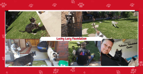 Heartbreak and Hope: How One Dog’s Rescue Sparked a Revolution in Animal Welfare at the Lucky Lucy Foundation