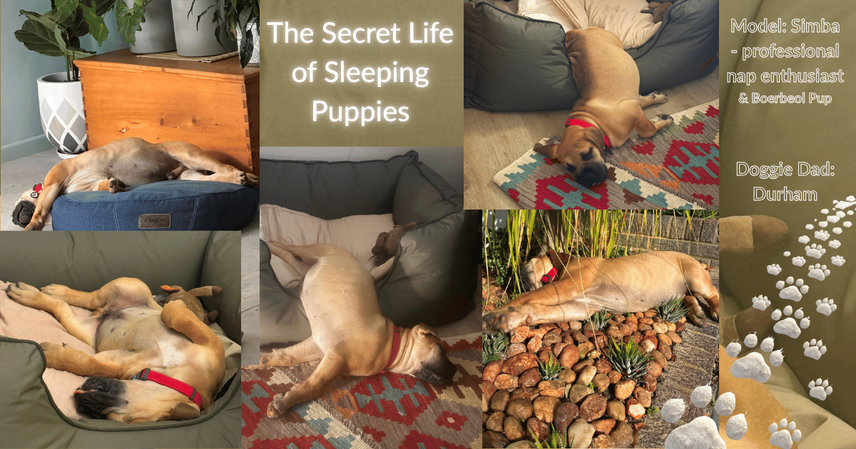 A collage of photos of young Boerboel model, Simba, in typical puppy sleeping patterns.