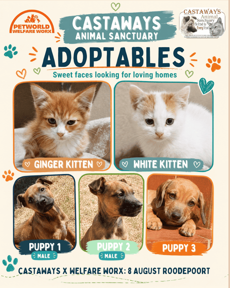 Two tiny kittens. Three playful puppies. Five very big reasons to believe in second chances.
