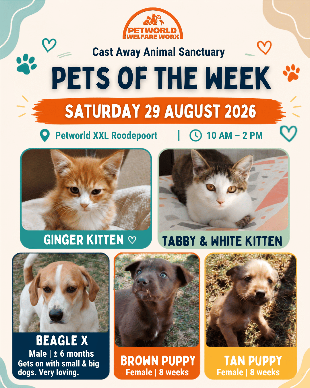 Adoption Day Pets of the Week Petworld XXL Roodepoort