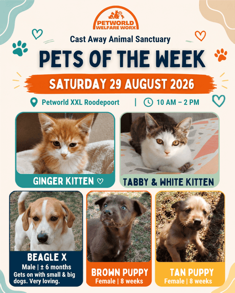 Adoption Day Pets of the Week Petworld XXL Roodepoort